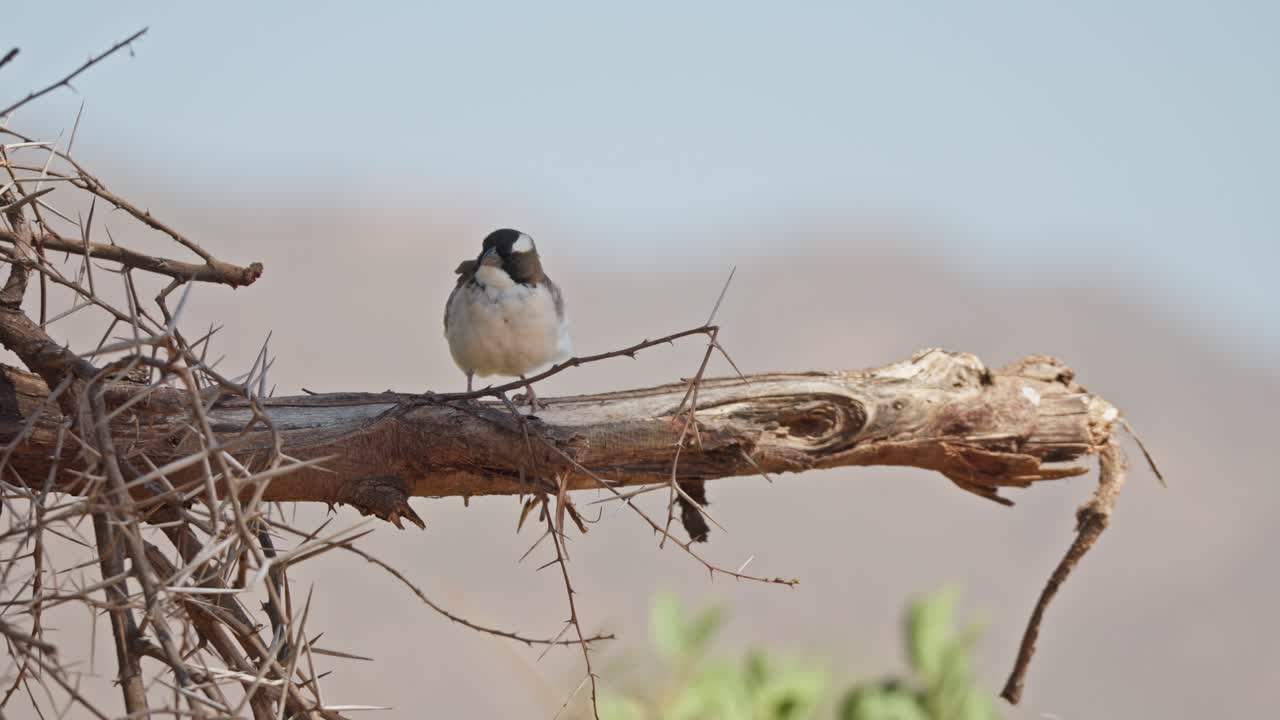 Small African weaver bird perched on a dry thorny branch against a soft blurred natural background