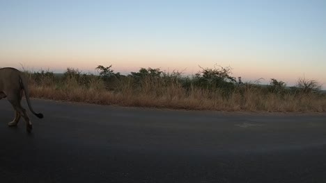 un león macho patrulla su territorio y camina a lo largo de la carretera del parque al amanecer