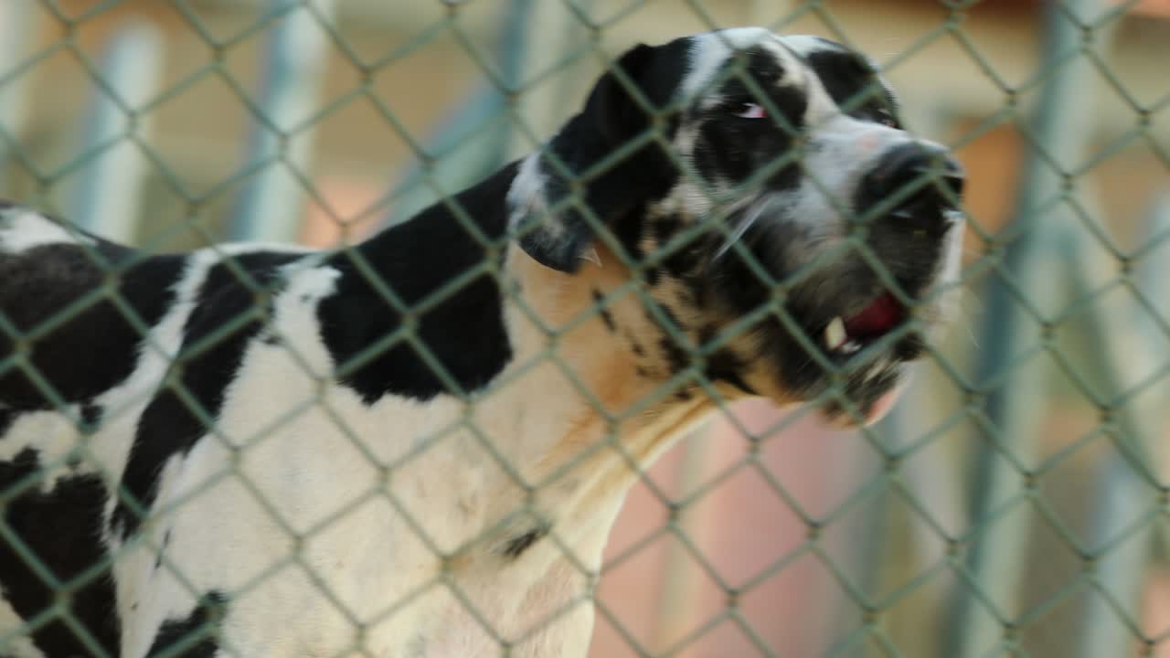 개인 재산을 보호하는 개, 울타리 뒤에서 돌아다니는 순수한 품종의 개, 침입자를 좋아하지 않는 개, 외계인에 대항하여 는 개의 4k 클립 해상도