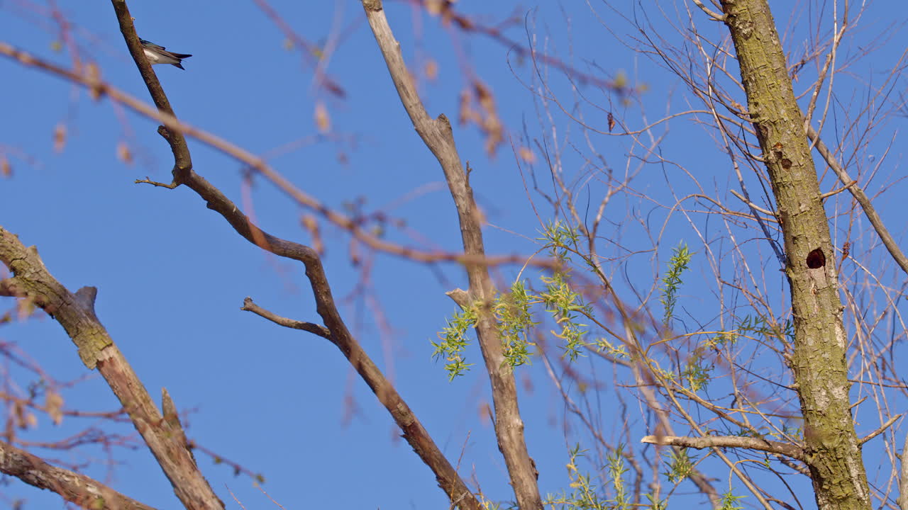 Fluid and free: purple martins in slow-mo flight during breeding season.