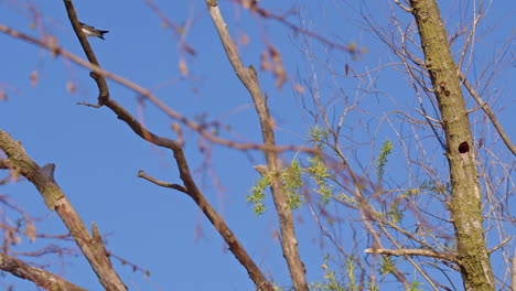 fluid and free: purple martins in slow-mo flight during breeding season.