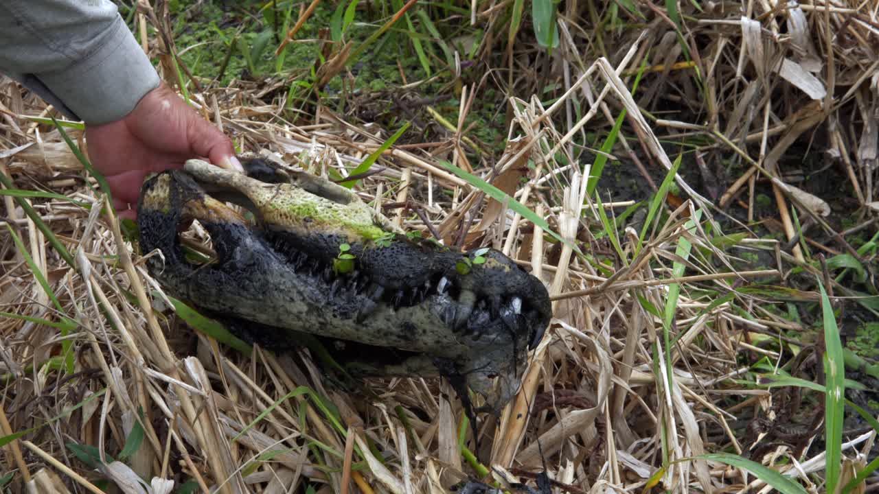 Crocodile skull bone remains in Bolivia Pampas del Río Yacuma protected nature area humid savannas