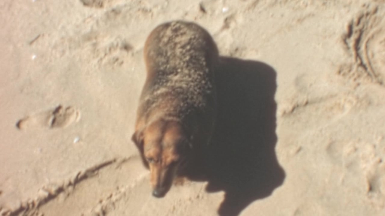 Brown Dachshund dog on a sandy beach in Coastal Australia. Close up of the pet covered in sand among footprints and shells on a sunny shore in the 1960s archival footage. Slow motion.