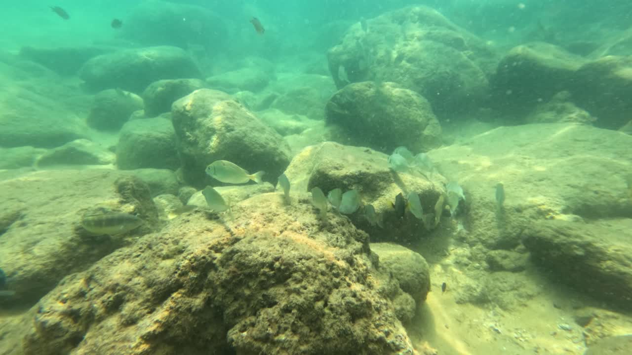 Tropiske fisk svømmer rundt om stenet undervandsterræn i klart vand, optaget med naturlig belysning og stabile kamerabevægelser.