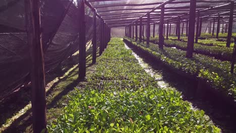 Dentro-Del-Vivero-Produciendo-Plántulas-De-Yerba-Mate.