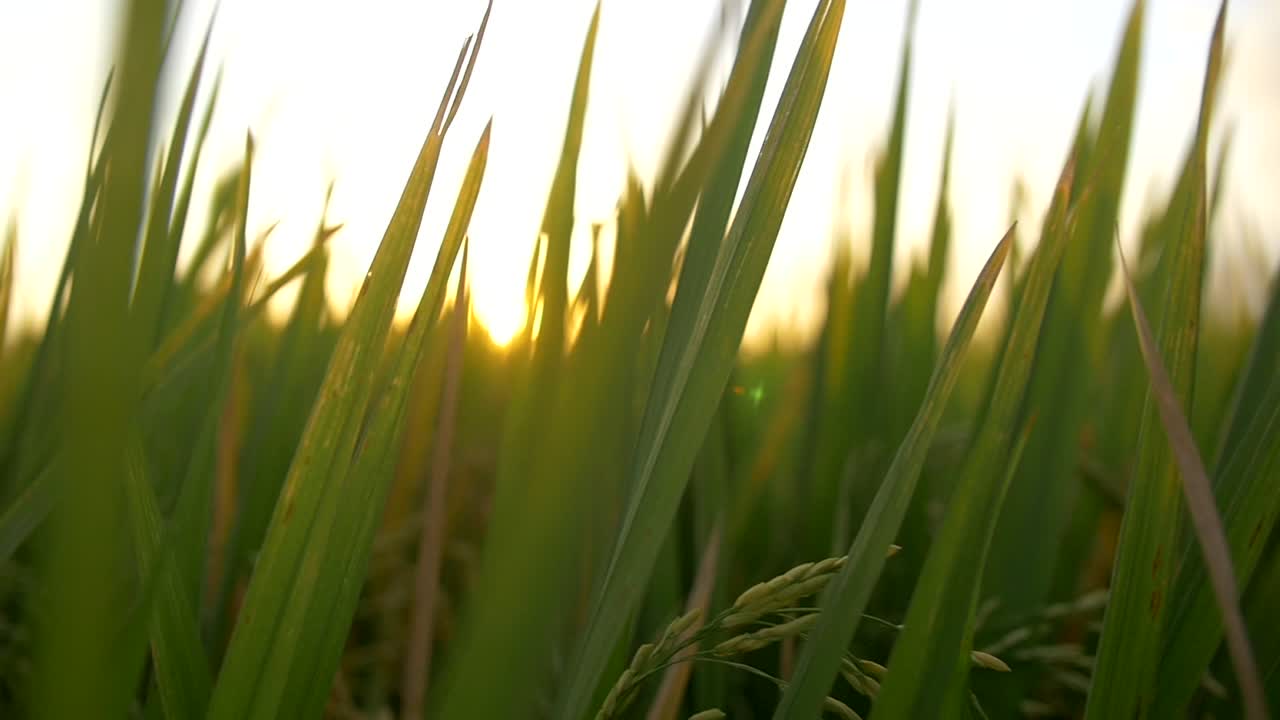 잔디를 통해 후행 손의 클로즈업