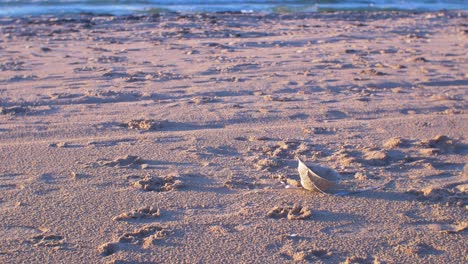 Máscara-Facial-Vieja,-Basura-Y-Basura-En-Una-Playa-Vacía-De-Arena-Blanca-Del-Mar-Báltico,-Problema-De-Contaminación-Ambiental,-Luz-De-La-Hora-Dorada-En-La-Noche,-Tiro-Medio-De-Mano