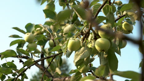 juicy green apples on the branches close-up in 4k