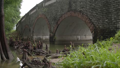 Bald-Cypress-Tree-Roots-in-a-river-near-Roman-arch-bridge,-low-angle