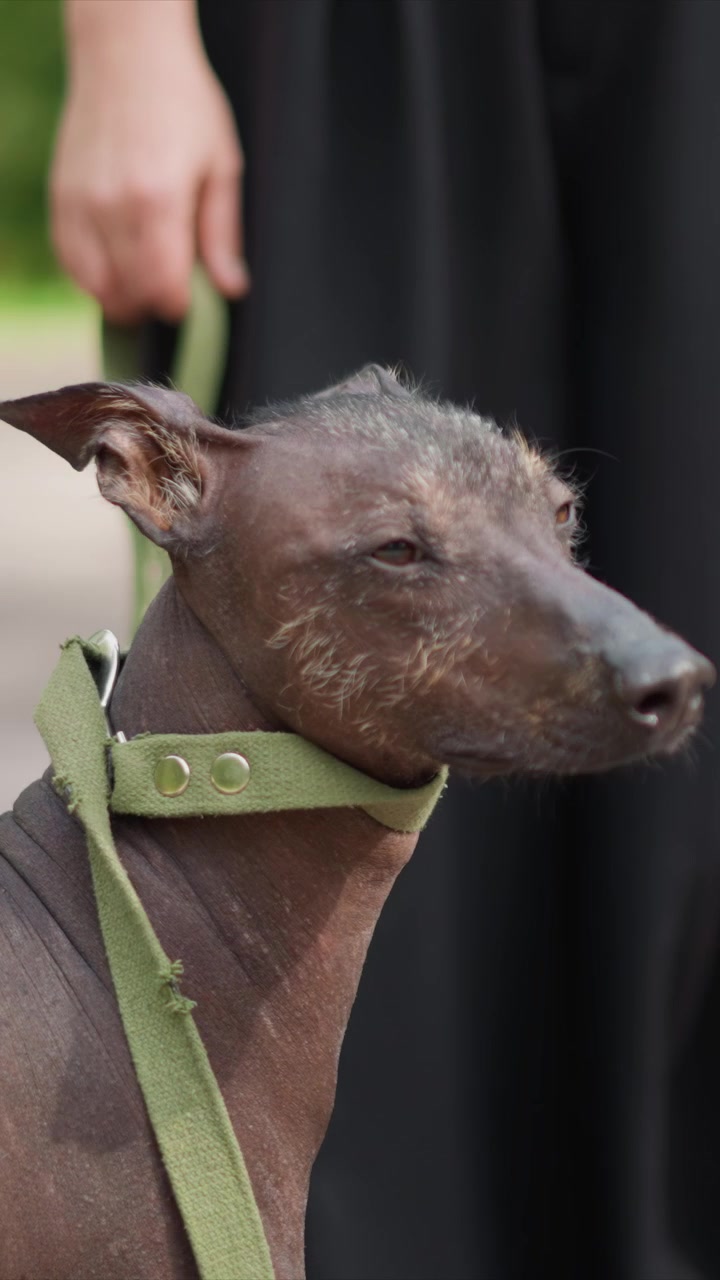 Animale domestico con pelliccia marrone legato a una corda e portato all'aperto. Una mano sfocata tiene parte del guinzaglio vicino alla testa dell'animale. L'ambientazione sembra essere un parco o un'area giardino durante le ore diurne