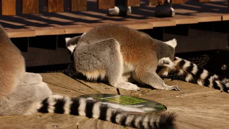 lemur exploring its environment at the zoo