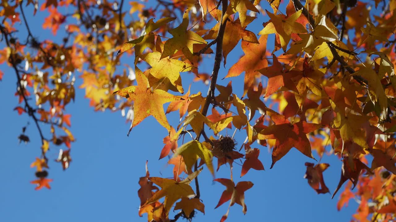 Low-angle view of sweet gum autumn foliage against a clear blue sky