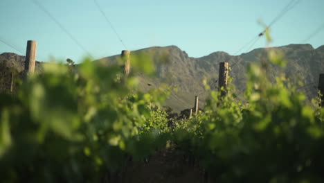 established green leafy vineyard on a windy day on a wine farm with a beautiful mountain in the background