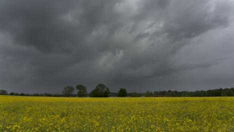 dark, stormy clouds drift over a field of flowers and rapeseed. it's raining on the horizon. the thunderstorm is near, and the wind is blowing the plants. beautiful natural landscape.