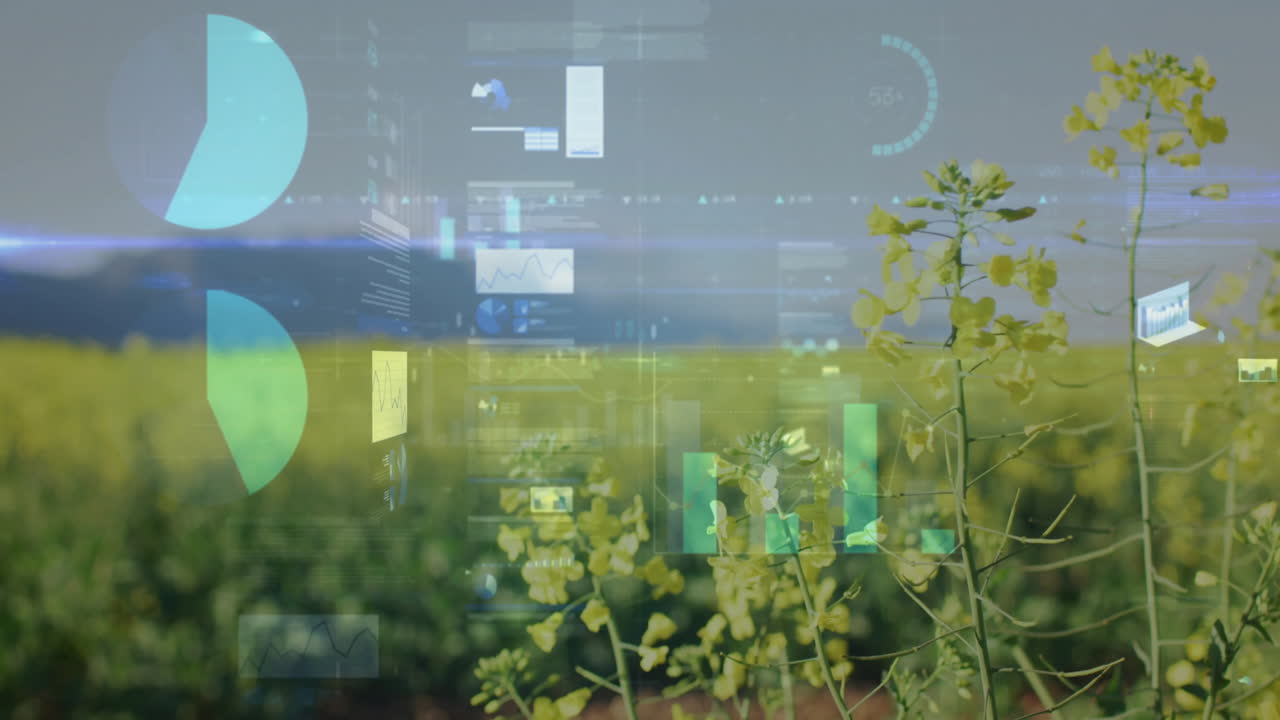 Yellow rapeseed crops displaying floating digital charts and graphs across farmland in 3D render