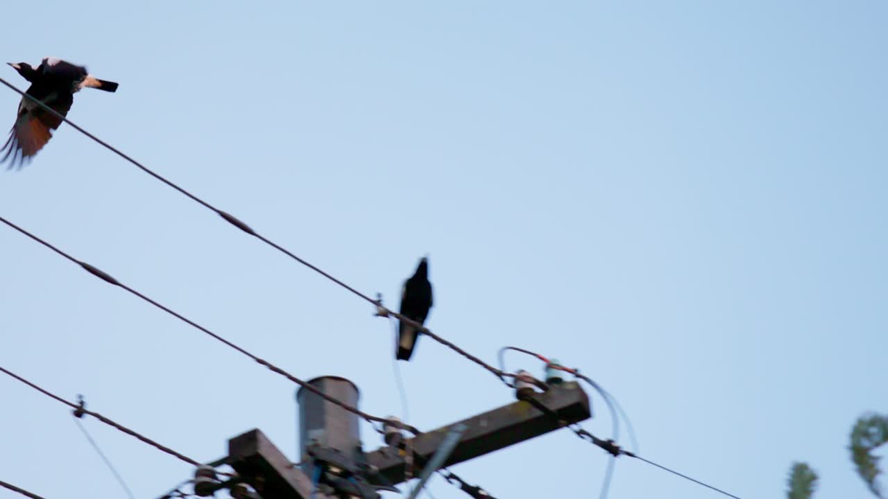 Two magpies perch on a powerline before one gracefully takes flight in slow motion, heading for a nearby tree in Canberra.