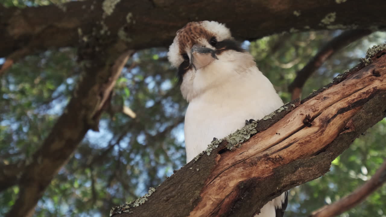 dulce especie de pájaro kookaburra descansando en una rama de madera de un árbol durante un hermoso día soleado en la naturaleza