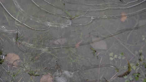 ice puddle that forms over the frozen grass and looks like a frozen lake