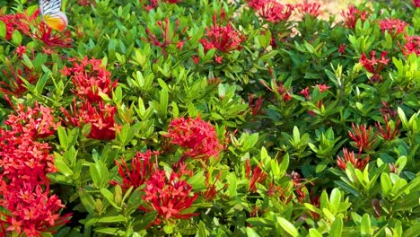 butterflies fluttering among vibrant red flowers