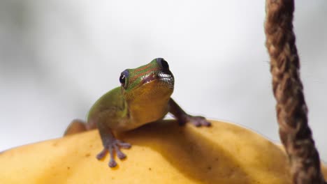 Golden-dust-day-gecko-from-Hawaii-big-island-sits-and-stares-on-top-of-Quince-fruit