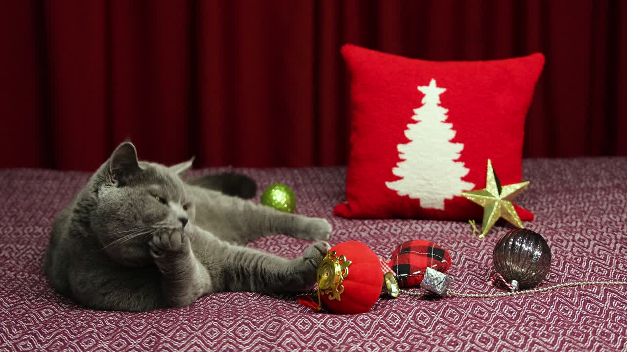 회색 푹신한 영국 쇼트헤어 고양이가 다손 침대에 누워 손을 핥고 있습니다.