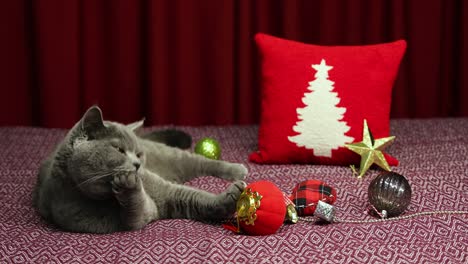 el gato británico de pelo corto gris y esponjoso se está lamiendo la mano mientras está acostado en la cama de damson