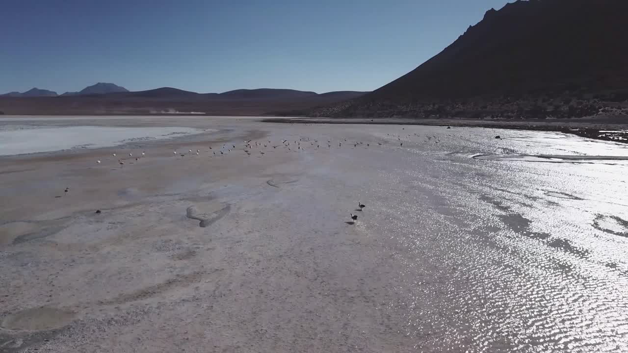 Salar de Chalviri, part of Bolivia's high-altitude plateau, provides an ethereal backdrop to flamingo birds flight ballet