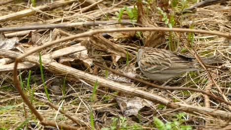 Chipping-Sparrow-looking-for-food-on-forest-floor-in-close-up-static-view