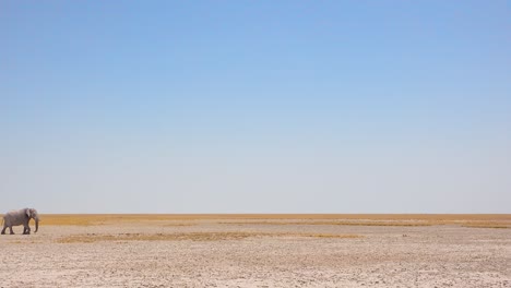 Eine-Bemerkenswerte-Aufnahme-Eines-Afrikanischen-Elefanten,-Der-Eine-Flache-Trockene-Ebene-Im-Etosha-Nationalpark-Namibia-überquert