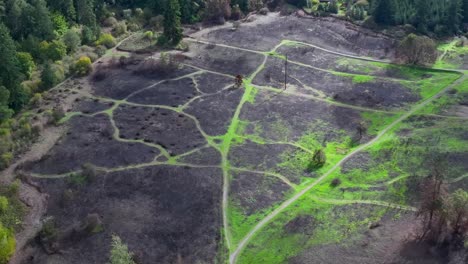 área natural carbonizada después de un incendio en el parque fort steilacoom en lakewood, washington, ee.uu.