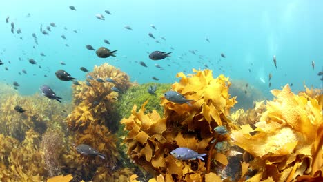 Fish-species-swimming-around-Kelp-underwater.-Slow-motion