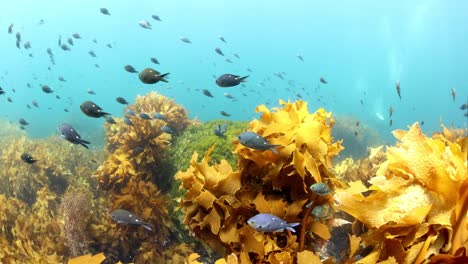 fish species swimming around kelp underwater. slow motion