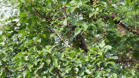 Small-toothed-Palm-Civet-Arctogalidia-trivirgata-seen-within-the-foliage-of-a-fruiting-tree-reaching-out-for-ripened-fruits-and-then-moves-to-the-right,-Khao-Yai-National-Park,-Thailand