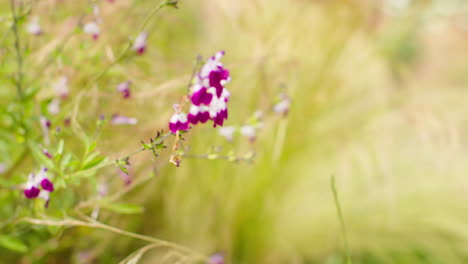 Close-Up-Of-Flowers-On-Salvia-Plant-Growing-Outdoors-In-Garden-2