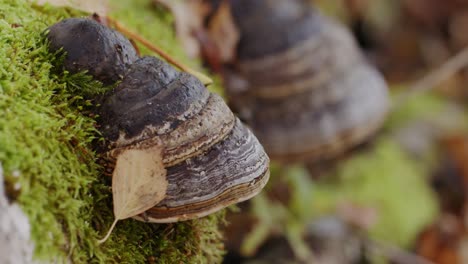 Tree-fungus-closeup