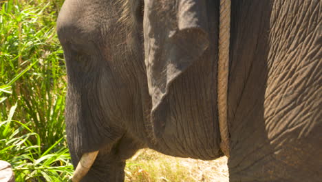 close-up of a rescued asian elephant