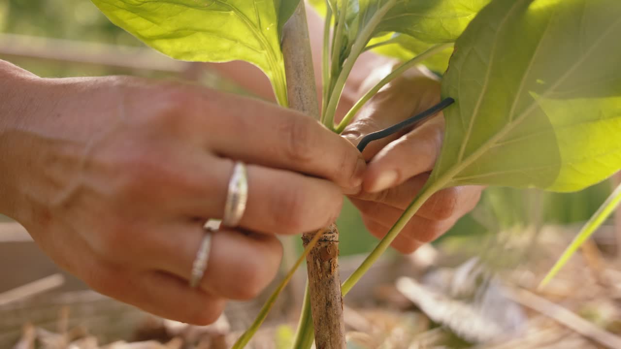 Gardening hands stabilize tender plant with string