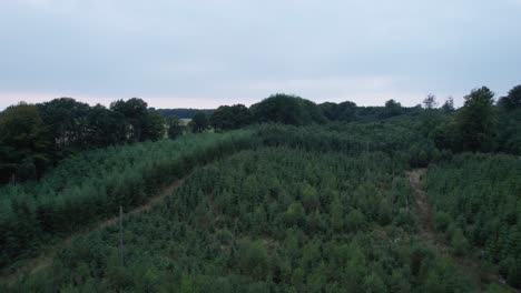 Drone-Dolly-Sobre-Una-Pequeña-Madera-De-Pino-En-Colores-Verde-Oscuro