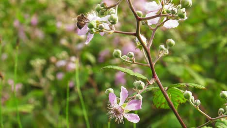 Honey-bees-on-pink-flowers-of-blackberry-bush-collecting-nectar-and-pollinating,-close-up-macro,-slow-motion