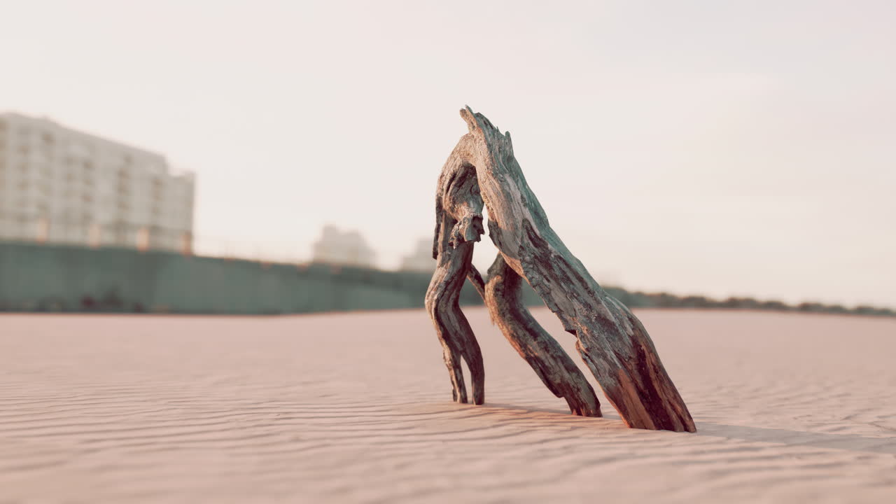 오래된 뿌리의 한 조각이 해변의 모래에 누워 있습니다.