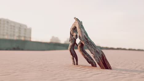 piece of an old root is lying in the sand of the beach