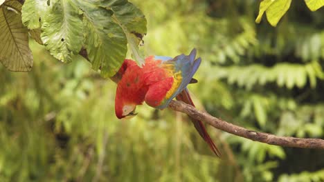 magnificent scarlet macaw perched on a branch pondering about something as he scans the rainforest