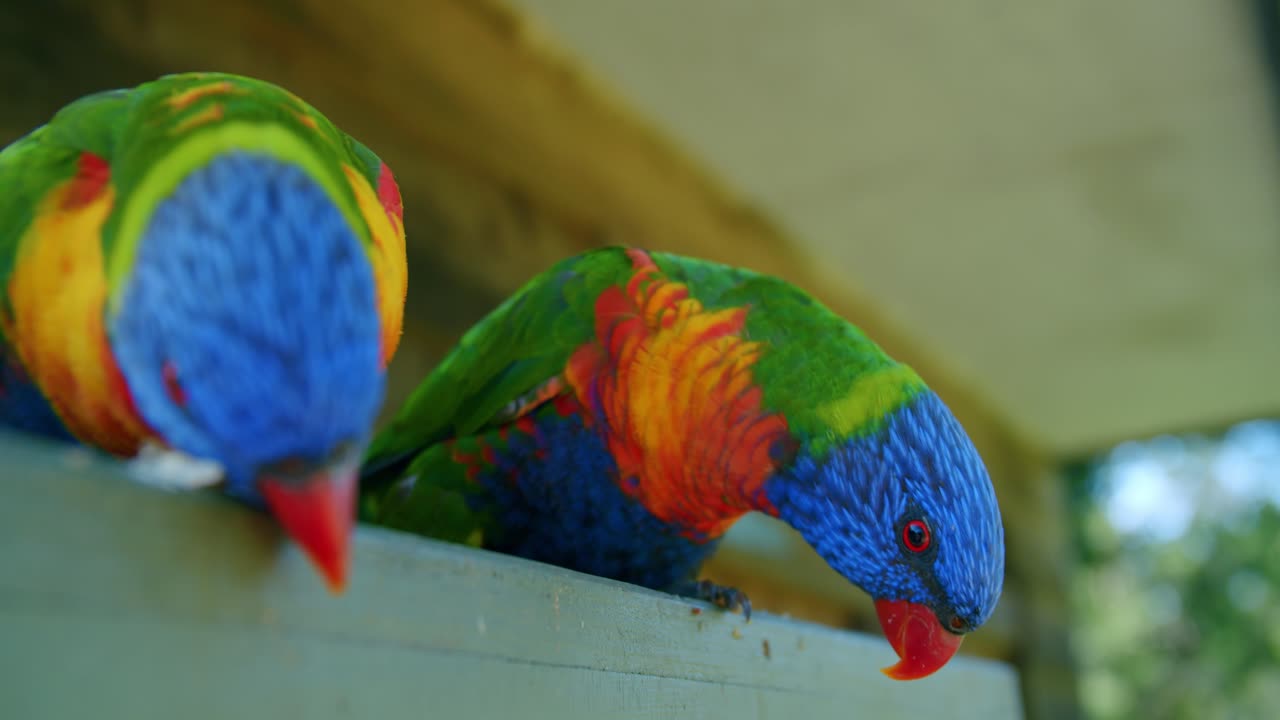 A Pair Of Rainbow Lorikeet Perching On The Wall At Lone Pine Koala Sanctuary In Brisbane, Queensland - Closeup Shot