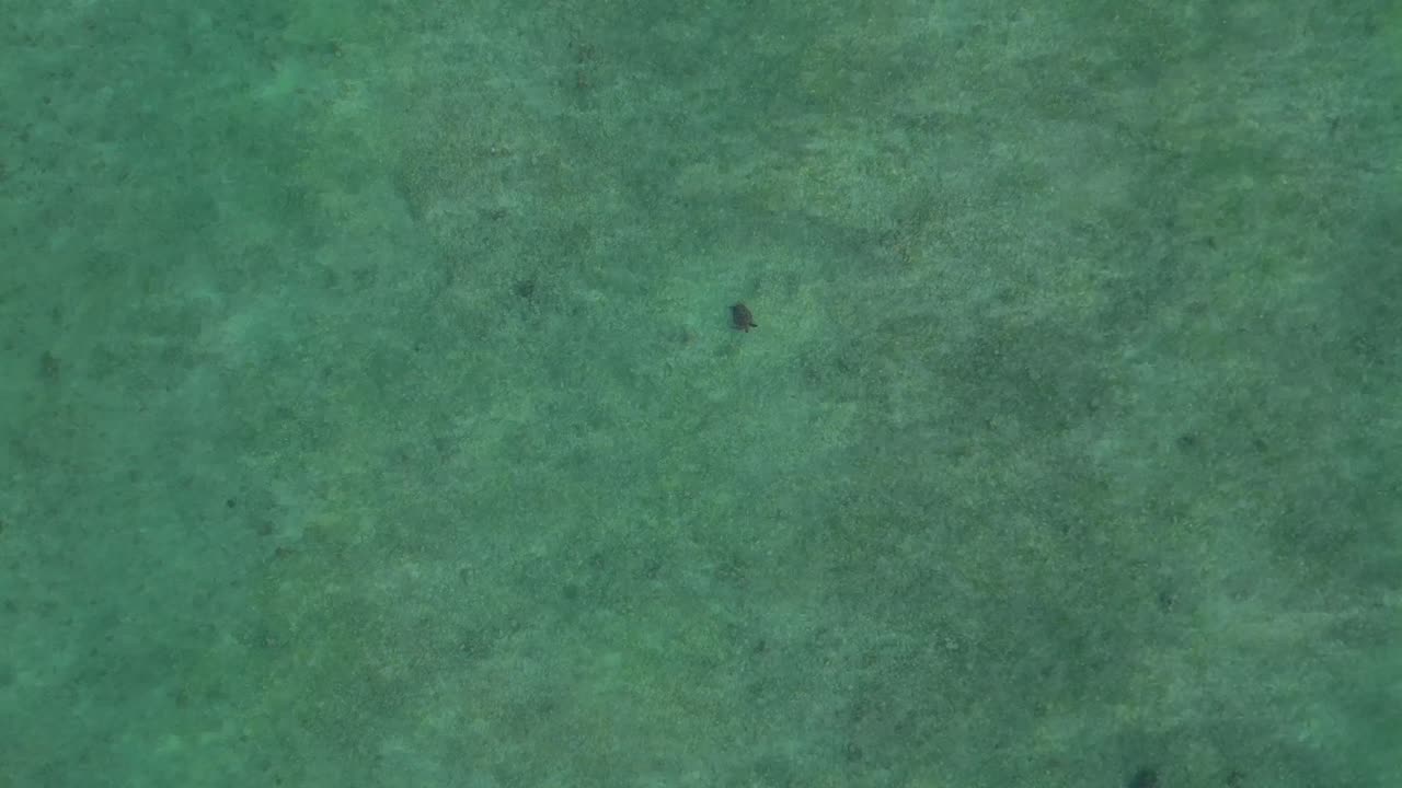 Group of sea turtles swimming gracefully across clear, shallow ocean water, viewed from an aerial perspective. Marine life habitat. Majestic aerial view drone camera pointing down