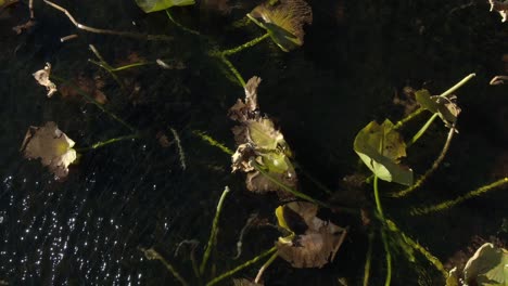 dolly over windy lake with lily pads