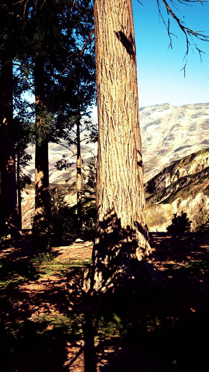 Vasta scena naturale con alberi imponenti e pendii scoscesi