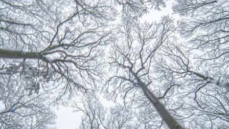 a lovely winter walk in the snow-covered hvezda park in prague