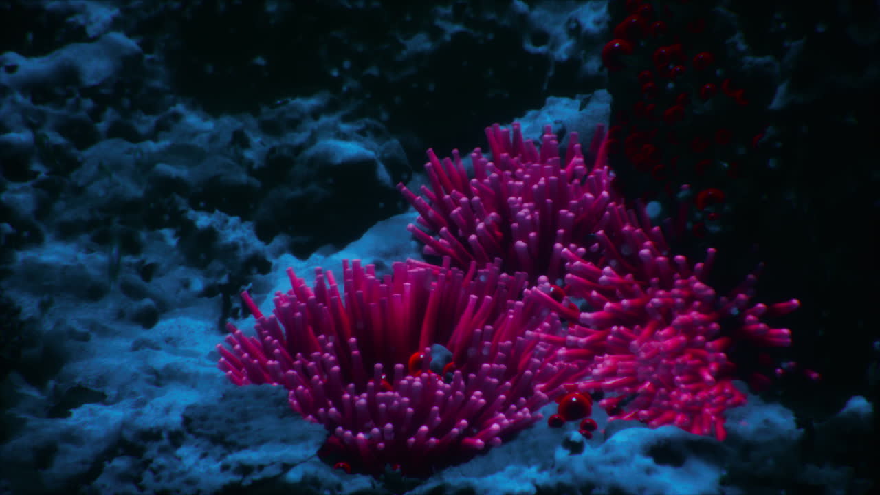 Vibrant coral formations thriving in a serene underwater world at dusk