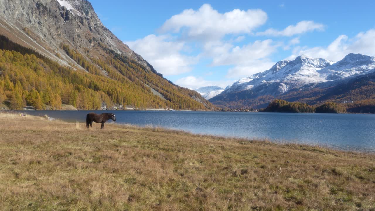 peaceful horse standing near blue alpine lake with snowy peaks in st moritz, Switzerland