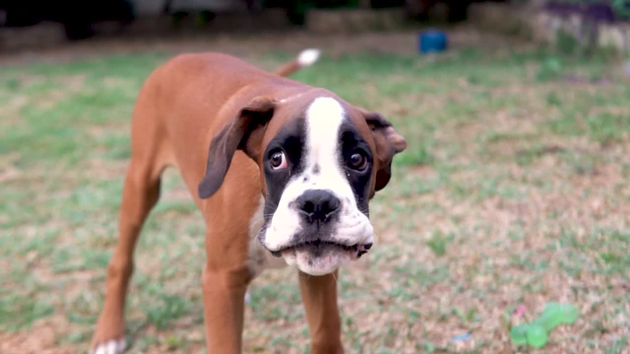 슬로우 모션으로 짖는 복서 강아지의 클로즈업 샷